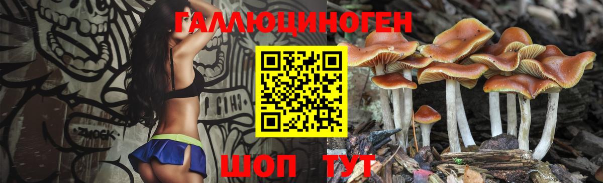 Псилоцибиновые грибы Psilocybine cubensis Строитель